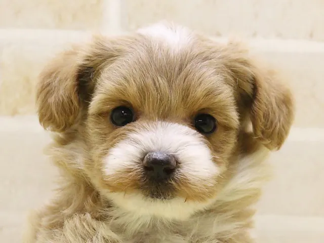 長野県のハーフ犬・ミックス犬 (ペッツワン塩尻店/2025年1月6日生まれ/女の子/アプリコットホワイト)の子犬